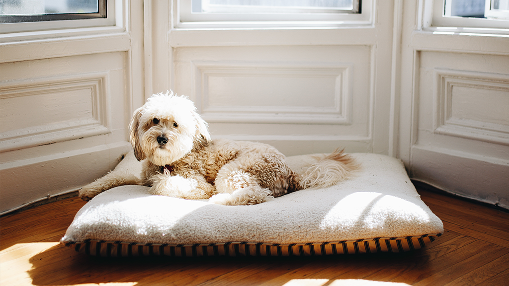 5 Best Mattress for Dogs in 2024 Affordable beds for all dog sizes 🐶
