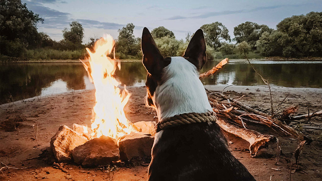 camping with dogs